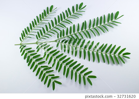 Horse tamarind tree or White Popinac Wildflowers  32731620