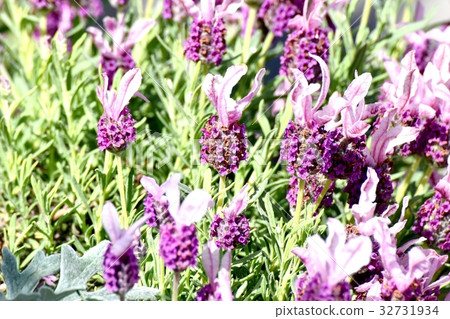 Plants of Mitaka City, Tokyo, French Lavender Blooming on the Mitaka Sengawa Promenade 32731934