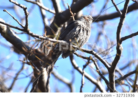 一隻鳥在Senkawa旁邊的公園，一隻野生鳥在Mitaka，東京 32731936