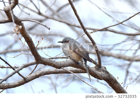 Wild bird sikawa neighborhood park in Mitaka-shi Tokyo Tokyo park with brown cherry tree 32732035