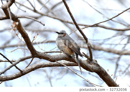 Wild bird sikawa neighborhood park in Mitaka-shi Tokyo Tokyo park with brown cherry tree 32732036