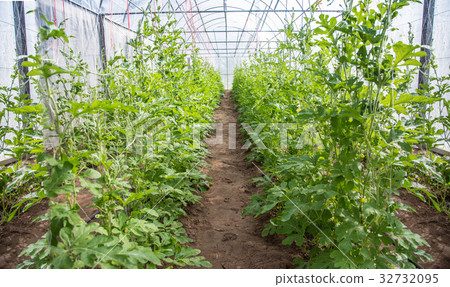 close garden for lab to GMO close garden for lab to GMO 32732095