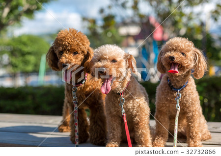 玩具貴賓犬父母和孩子 玩具貴賓犬父母和孩子 32732866