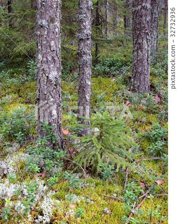 Small spruce in pine forest Small spruce in pine forest 32732936