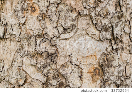 Old Bark Tree texture background, Brown Tree trunk Old Bark Tree texture background, Brown Tree trunk 32732964