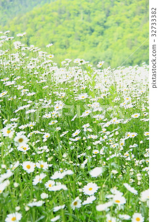 Crowded white wildflowers, french chrysanthemum 32733382