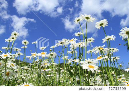 開花往藍天的白色野花,擁擠法國菊花 開花往藍天的白色野花,擁擠法國菊花 32733399