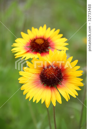 開花的花，夏天花，tenninking 32733488