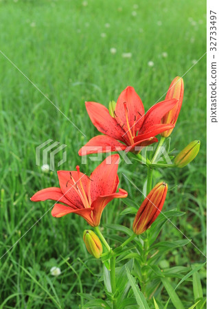 Colorful lily flower, summer flower Colorful lily flower, summer flower 32733497