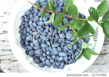 Haskap harvested, freshly picked, freshly picked, from Hokkaido 32733499