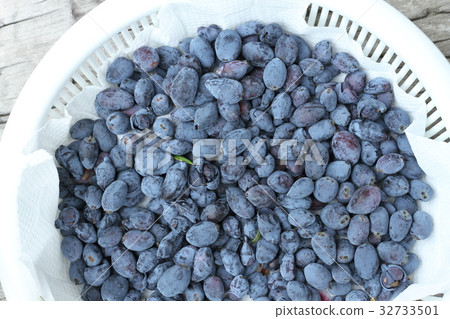 從北海道收穫，新鮮採摘，新鮮採摘的Haskap 32733501