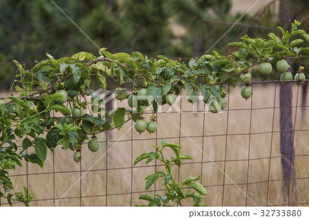 攀爬在鐵絲網的百香果 32733880