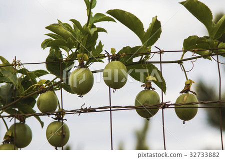 攀爬在鐵絲網的百香果 32733882
