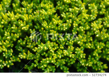 Green natural background Green natural background 32734274
