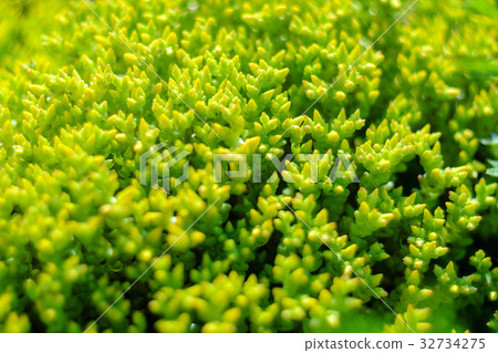 Green natural background Green natural background 32734275