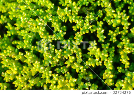 Green natural background Green natural background 32734276