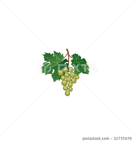 Grape bunch. Floral sign. Garden wine background 32735076
