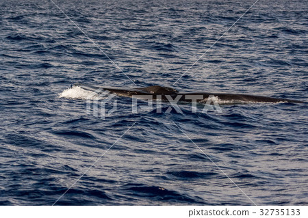 Fin Whale endangered specie rare to see 32735133