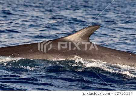 Fin Whale endangered specie rare to see 32735134