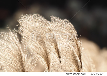 Ogi的耳朵在深秋 Ogi的耳朵在深秋 32735323