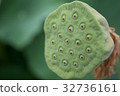 蓮花 32736161