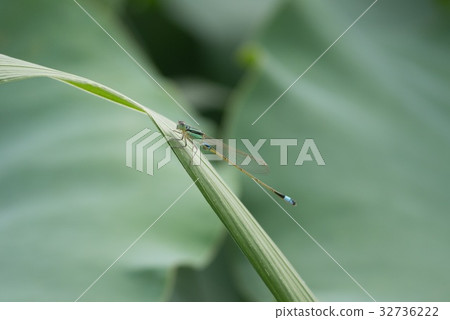 蜻蜓 32736222