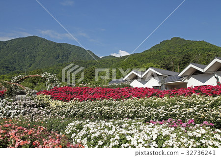 玫瑰園（Fujikawa Craft Park：Minobu-cho） 32736241