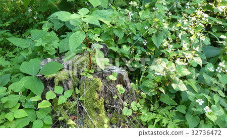 New leaves from an old stump New leaves from an old stump 32736472