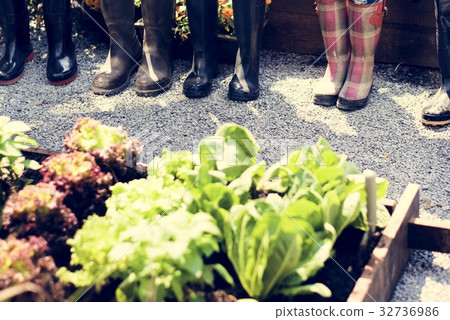 Group of people planting vegetable in greenhouse 32736986
