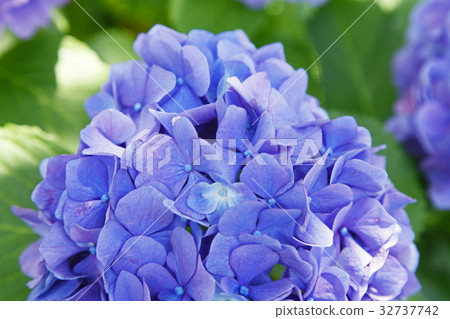 繡球 繡球 32737742