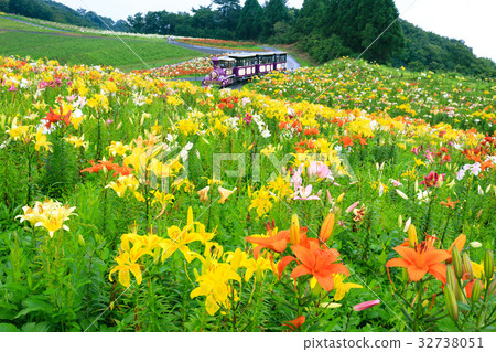 琵琶湖立山百合公園 琵琶湖立山百合公園 32738051