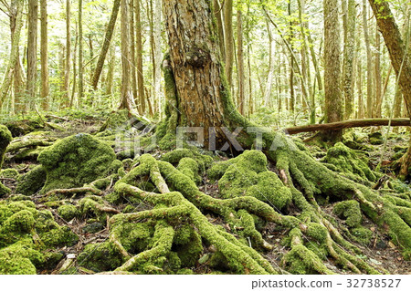 Aokigahara Jukai　 32738527