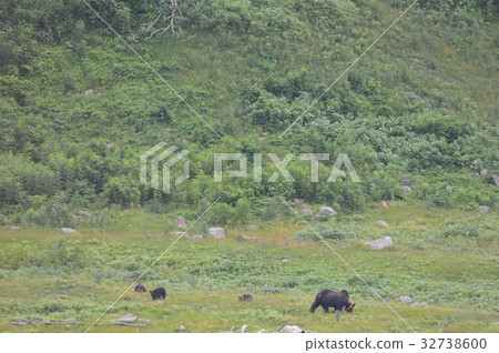 野生棕熊 - 母熊和三隻熊(知床半島西岸/北海道) 野生棕熊 - 母熊和三隻熊(知床半島西岸/北海道) 32738600