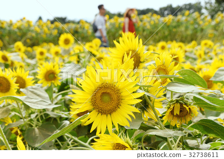 向日葵 32738611