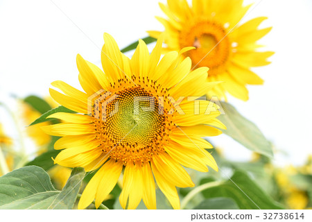 sunflower	 32738614