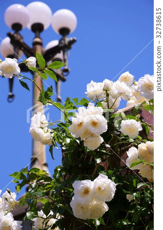 The blue sky shines on a rose 32738615