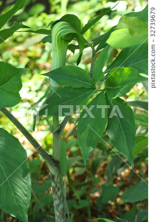 自然植物Mamushigusa的名字似乎來自莖的斑駁圖案，但它具有與斧頭一樣強大的毒藥 32739679