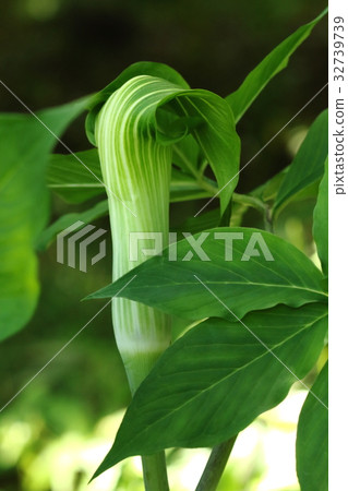 天然植物猛獁象,具有綠色火焰顏色的那些似乎被稱為“Matella” 天然植物猛獁象,具有綠色火焰顏色的那些似乎被稱為“Matella” 32739739