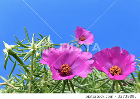 Matsuba peony flowers Matsuba peony flowers 32739893