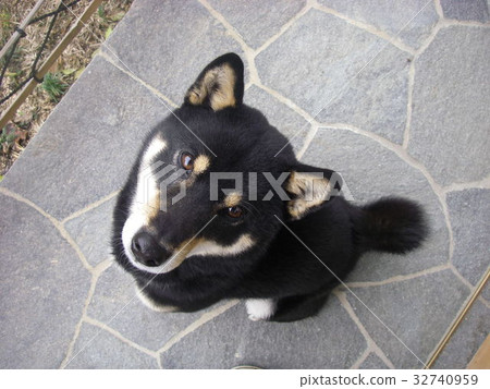 Loyal dog sitting 32740959