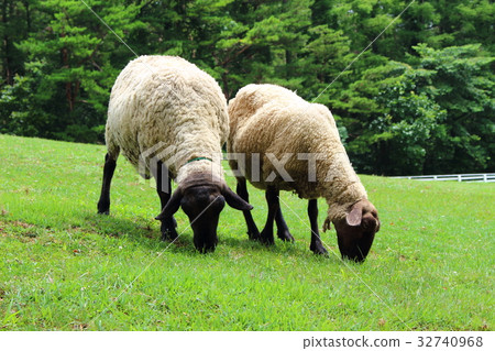 Sheep Sheep 32740968