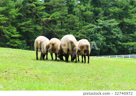 Sheep buttocks 32740972