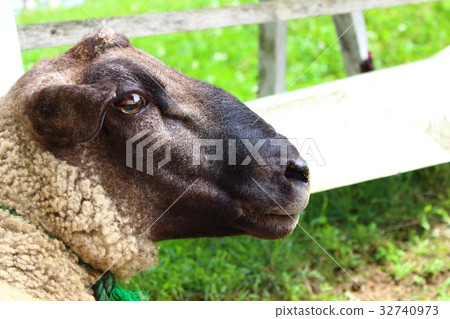 Sheep's profile Sheep's profile 32740973