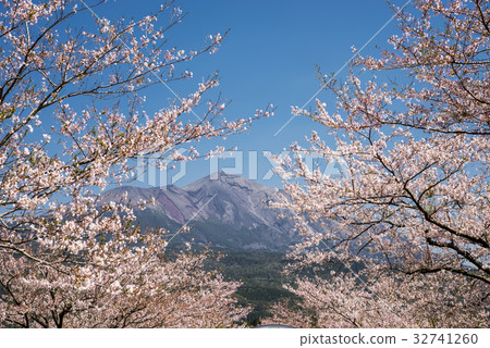 Takachihomine in front of cherry blossoms 32741260