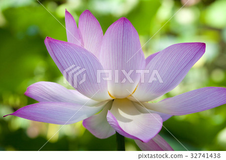 蓮花 32741438