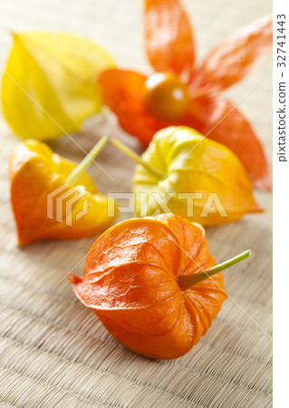 Cheeks Cheeks 32741443