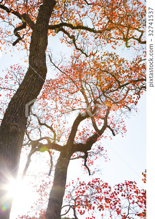 Autumn leaves Nankin Haze in Nara Park Autumn leaves Nankin Haze in Nara Park 32741537