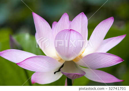 Lotus flower 32741701