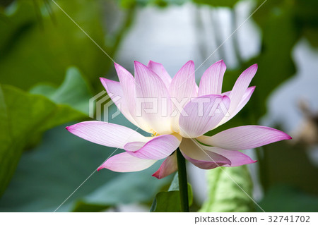 Lotus flower 32741702