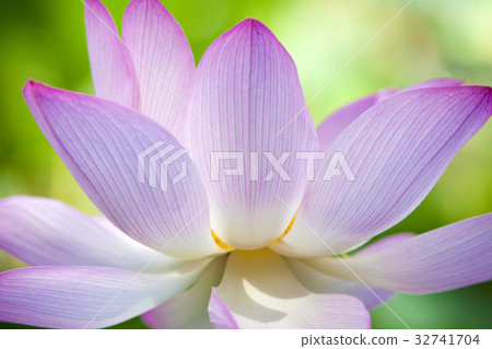 Lotus flower 32741704